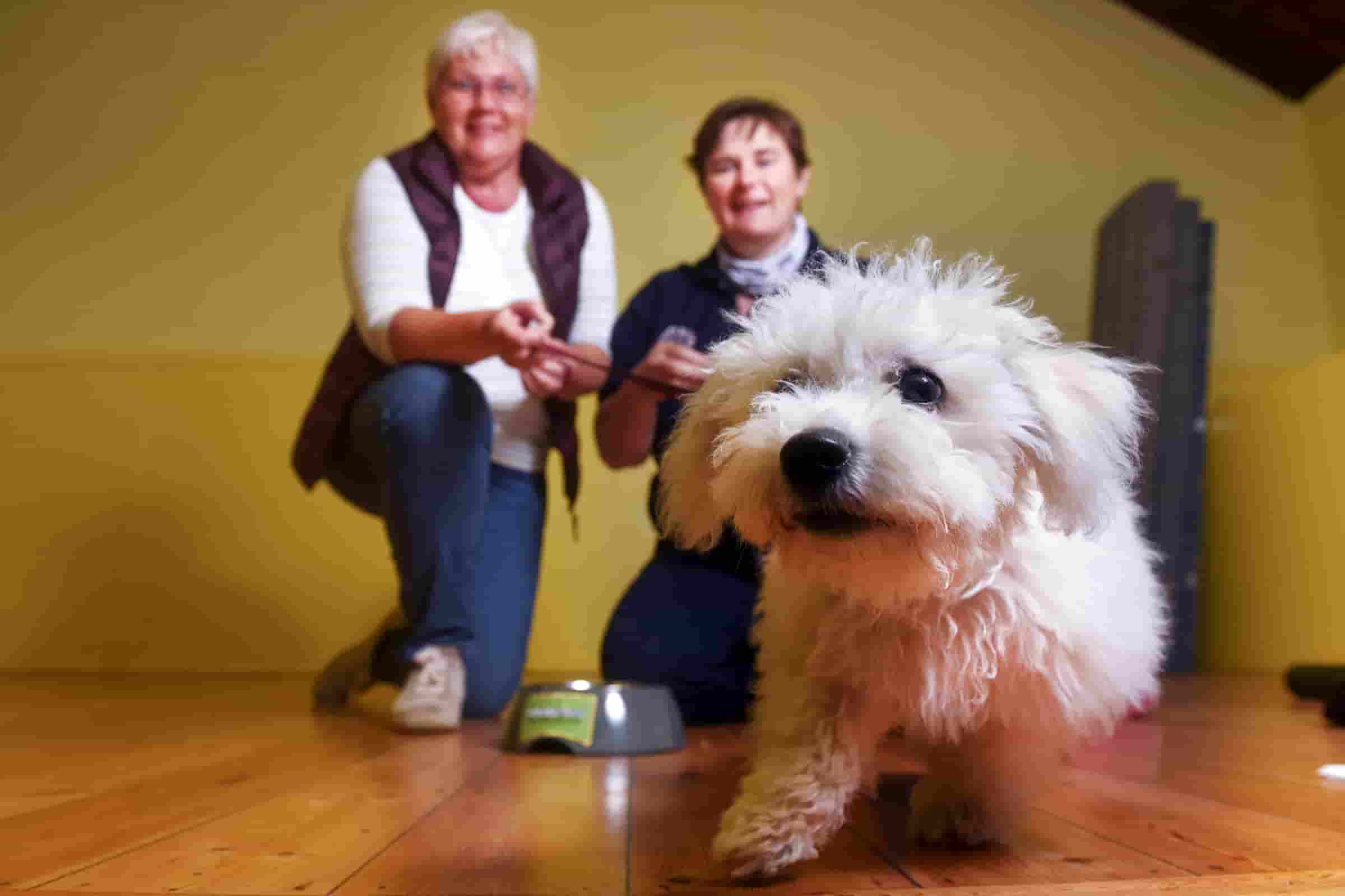 White puppy running towards camera