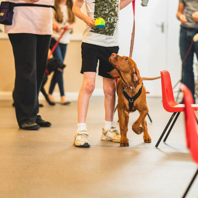 Young boy teaching puppy to walk nicely on lead with the distraction of a tennis ball